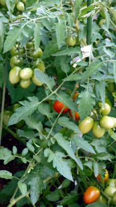 tomato.JPG