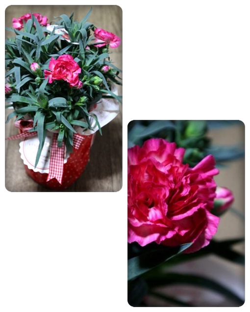 母の日のカーネーション 15.5.10