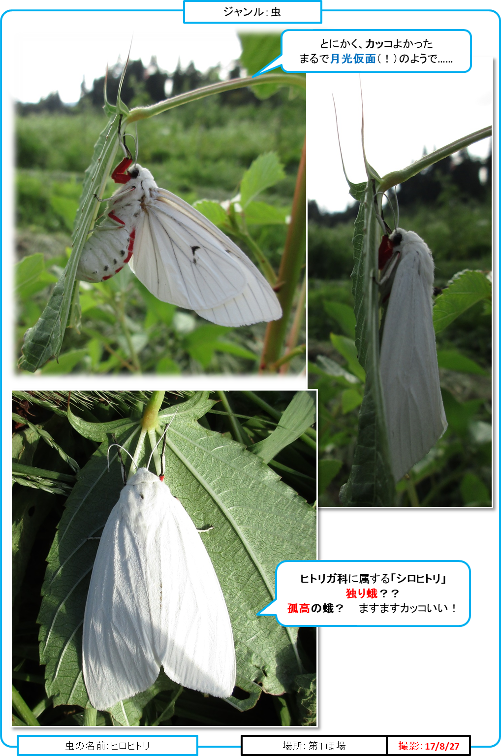 自然農法の虫たち テントウムシダマシ通信 自然農法の世界 虫と雑草と野菜とともに 楽天ブログ