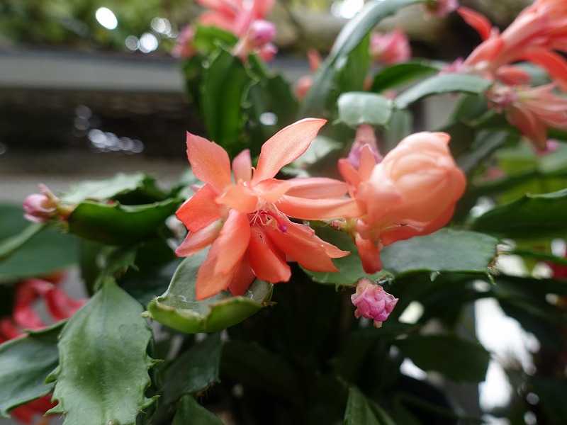 11月2日 今日の一花 シャコバサボテン 蝦蛄葉サボテン Gazengamaのブログ 散歩中に出合った花と趣味の陶芸作品 楽天ブログ