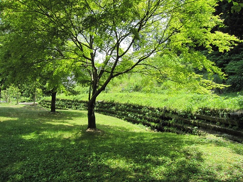 midori2