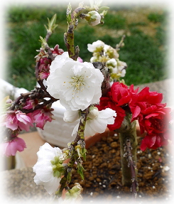桃の花　３色咲き