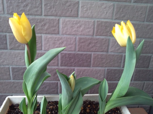 ﾁｭｰﾘｯﾌﾟ20120415