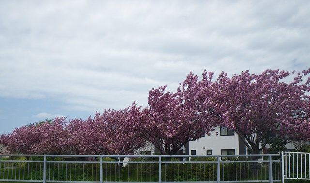 八重桜２