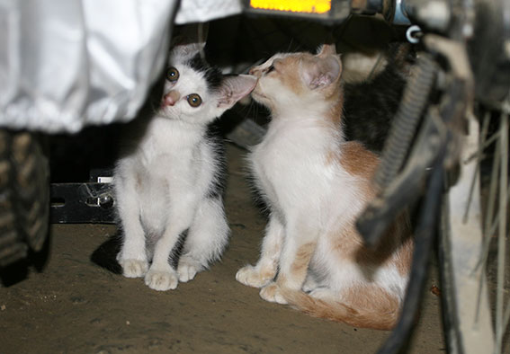 我が家のニャンコ♪2014/12/18-2