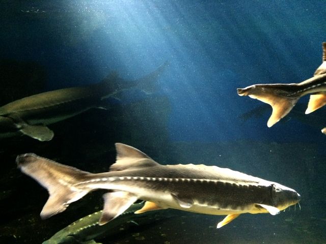 チョウザメはサメじゃない それでもサメっぽく進化した 私設見逃してもいい動物園 楽天ブログ