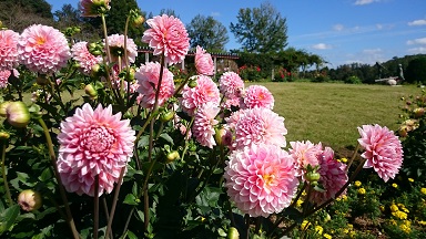 DSC_7910.jpg