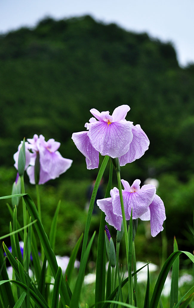 花５