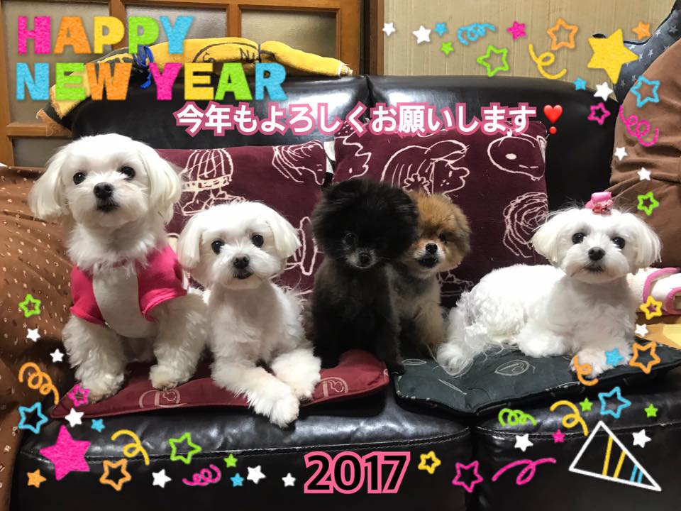 FB2017年賀_高麗 朝子さん