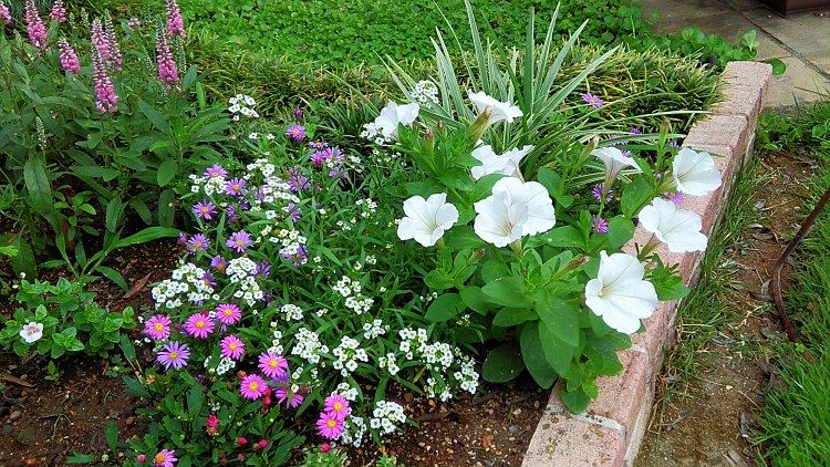 ペチュニアがいっぱい | miraiの庭 つれづれに - 楽天ブログ