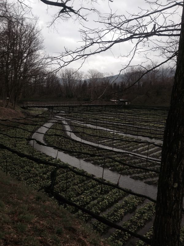 rblog-20150325220544-01.jpg