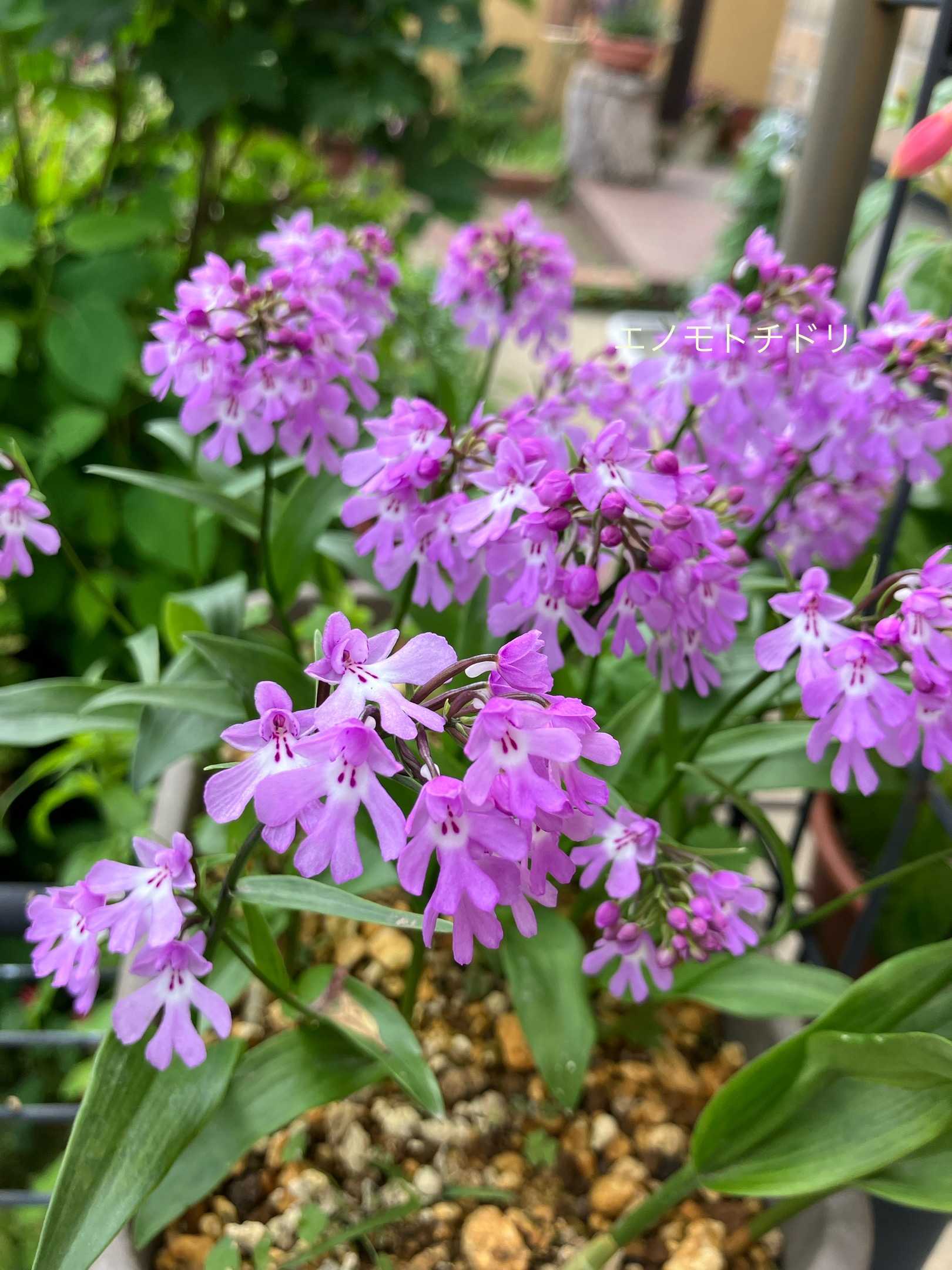 エノモトチドリとイワチドリ | Kimi.teaの花日記 - 楽天ブログ
