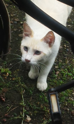 猫さん2.jpg