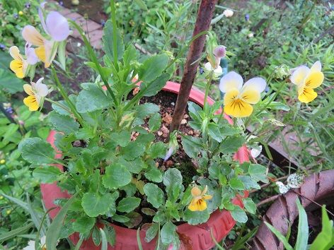 クフェアとハツユキカズラ キーマカレーをおすそ分け 静かな時が流れる 風の庭 楽天ブログ