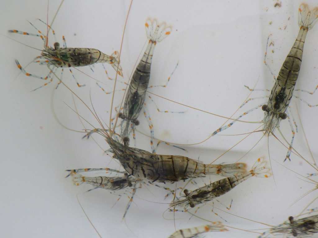 Neoxanthops 串本磯採集2019年8月下旬:甲殻類採集、ウスハオウギガニ(Neoxanthops lineatus)など | 海水魚が好き! - 楽天ブログ