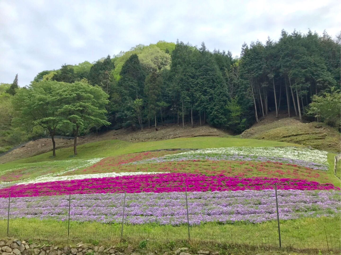 ヤマサ蒲鉾の芝桜の小道２ ともこちゃん 楽天ブログ