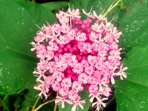 ボタンクサギ・蕾その他