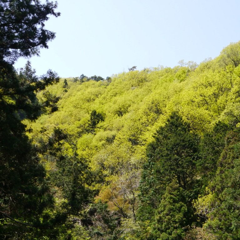 P1060970（山緑）.jpg