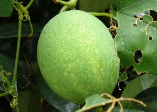 キカラスウリの青い実 花と蕎麦とリハビリと 楽天ブログ