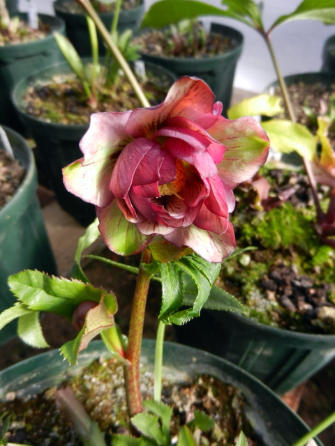 DSCN1186.JPG