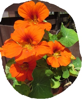 花不明２.jpg
