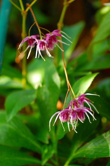 イカリソウの花