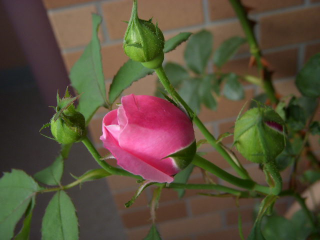 SSCN5665.JPG