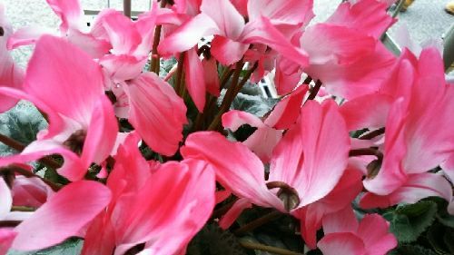 rblog-20181222123634-00.jpg