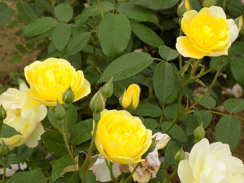 DSCN3706.JPG