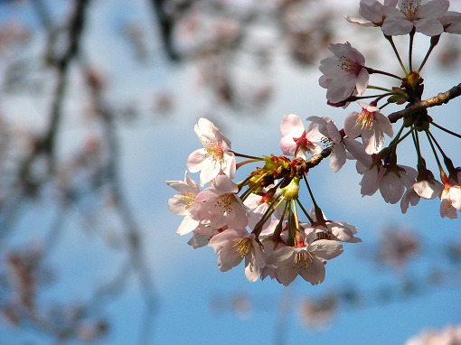 神社の桜02