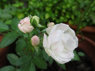 IMG_7257ss.jpg