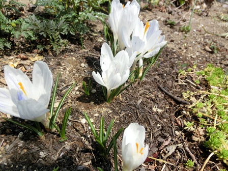 白いクロッカス