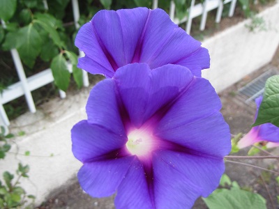 花３０.jpg