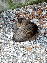 猫２.jpg