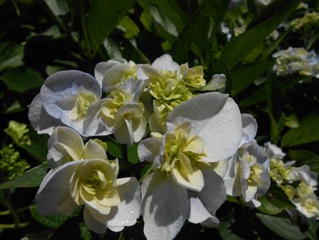 花のお寺「本勝寺」の紫陽花