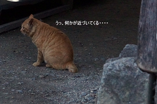 大内宿　猫