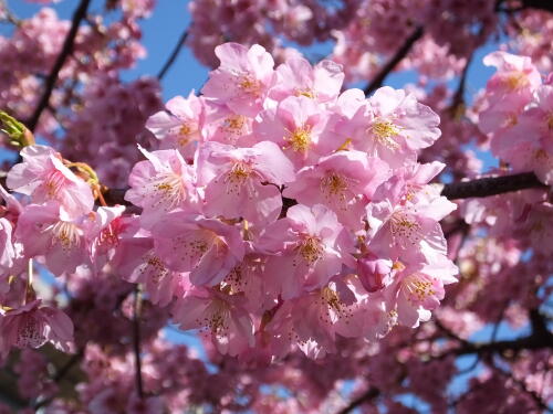 三浦海岸の河津桜