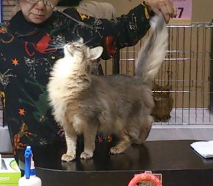 冬樹しっぽぴーん.jpg