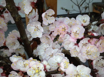 IMG_3257_サイズ変更.jpg