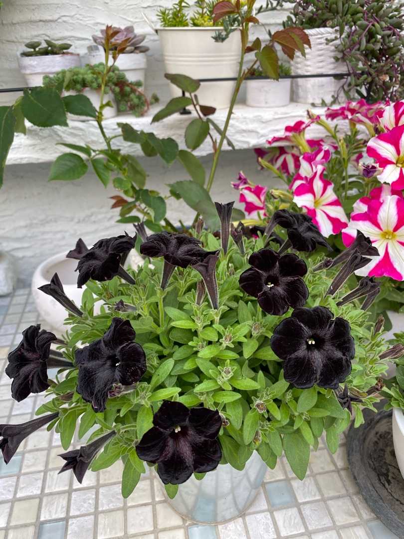 色々開花 つるヒストリー 黒之瀬戸 つるブルームーンなど 庭のあれこれ バラ時々ネコ 楽天ブログ