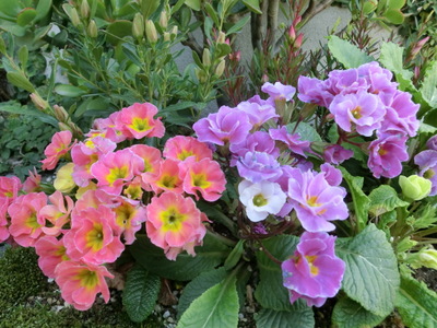 CIMG0099.jpg
