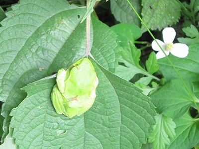 IMG_2130　トリ.jpg