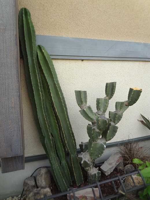 柱サボテン ブランチ 2号 HPN① | Home&Plants