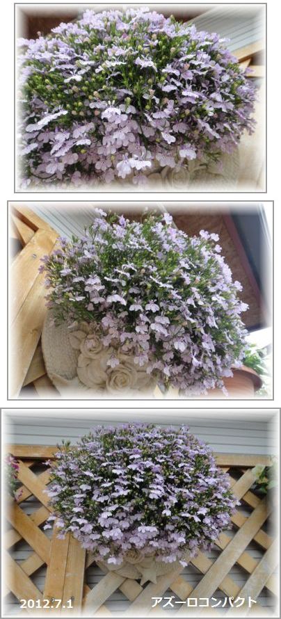 アズーロコンパクト「ピンク」