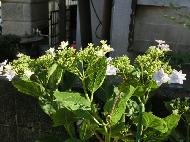 CIMG0197.JPG