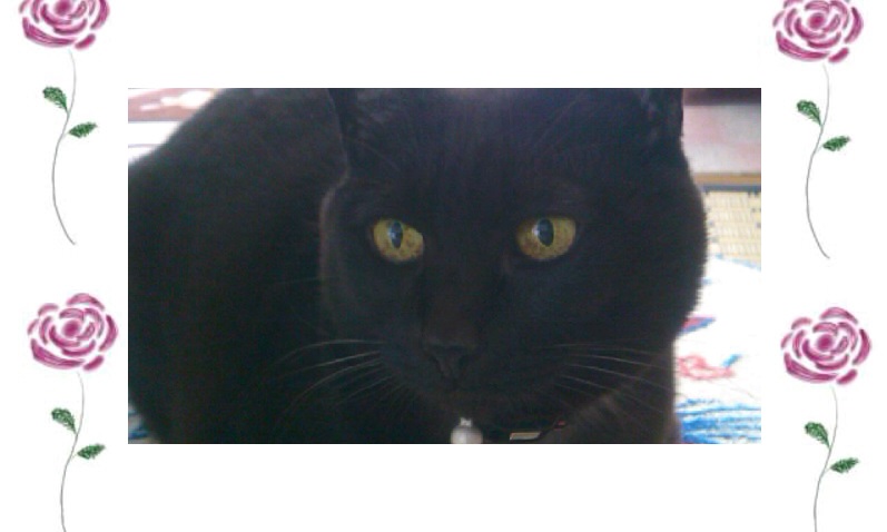 20160709みーこ9-3