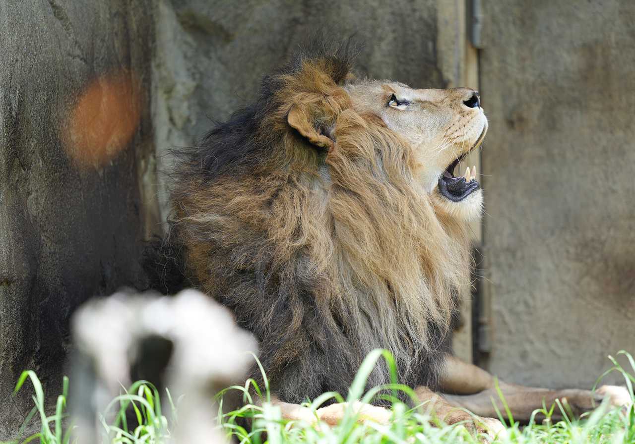 八木山動物公園 ライオンのサンと蝶々 | イルカカメラとわんわん