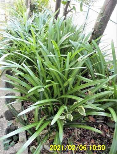 春のような陽気 芦畔苑の四季 楽天ブログ 春のような陽気 芦畔苑の四季 楽天ブログ