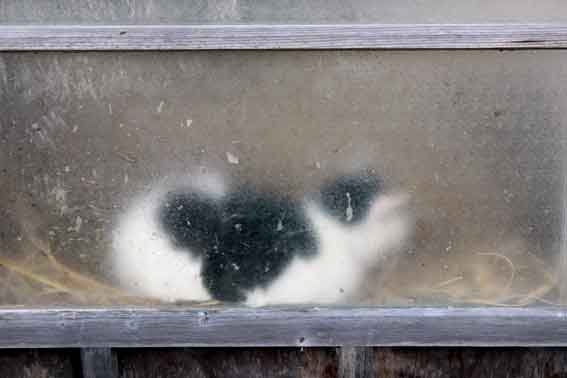 我が家のニャンコ♪2013/11/27-4