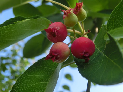 ジューンベリー